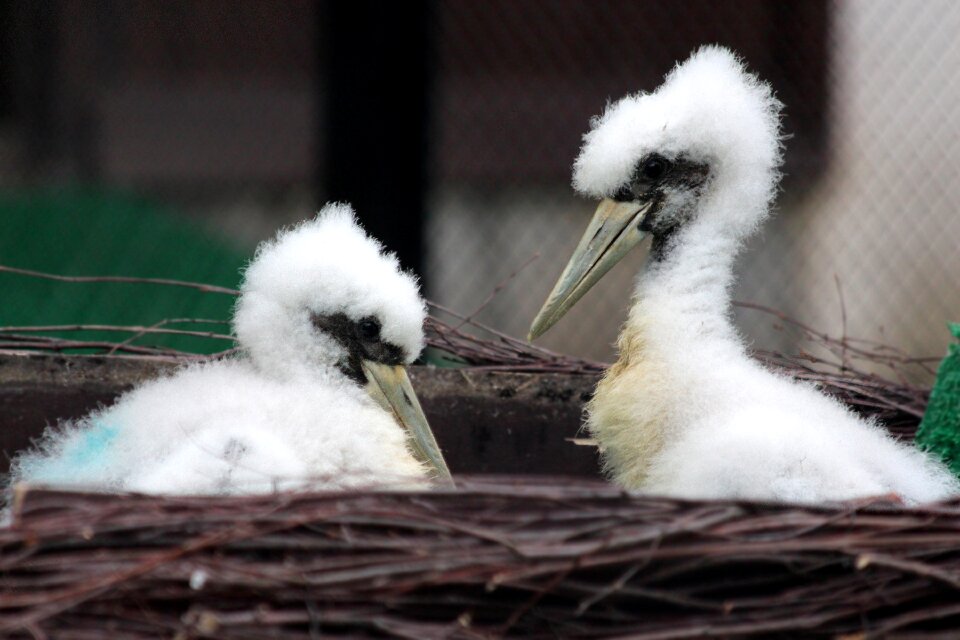 Black stork pooh wading birds photo