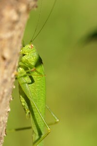 Insect green nature photo