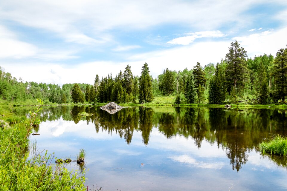 Water nature forest