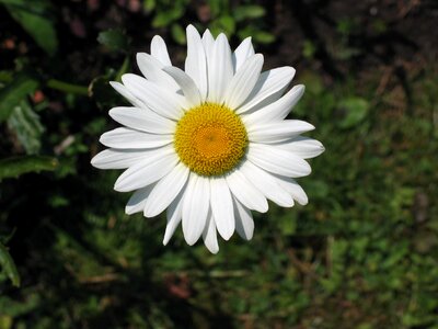 White daisy flower yellow heart