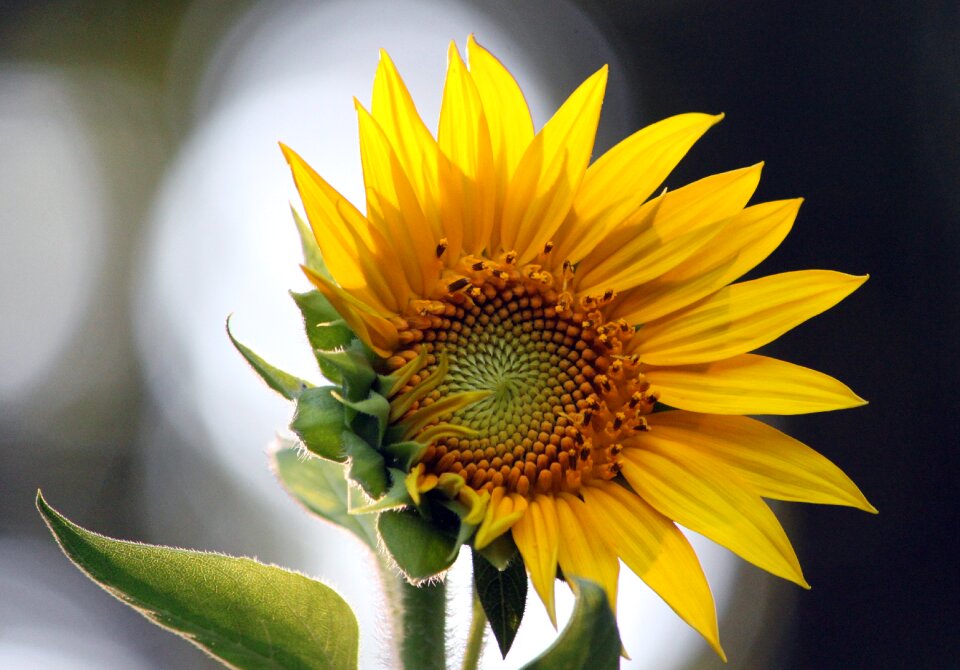 Yellow petals nature
