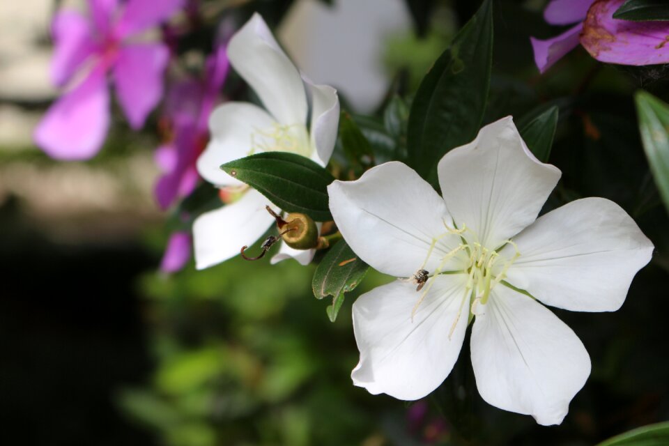 Spring plant botanist