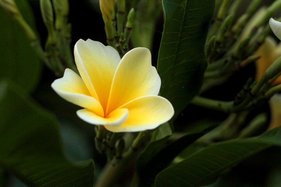Plant nature garden