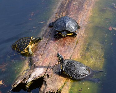 Water wildlife reptile