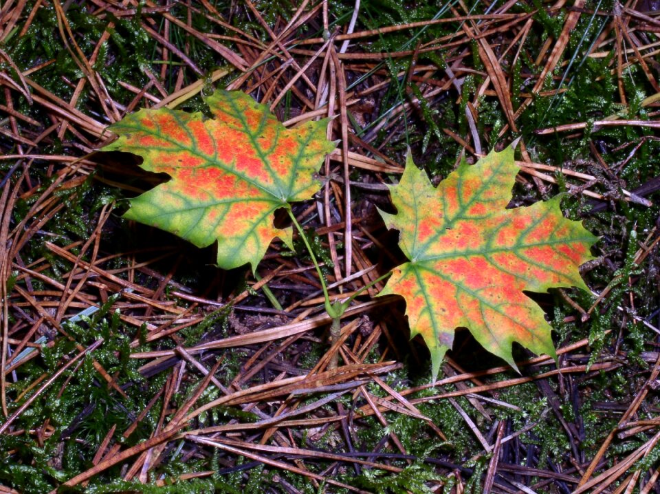 Toxic autumn colorful leaf
