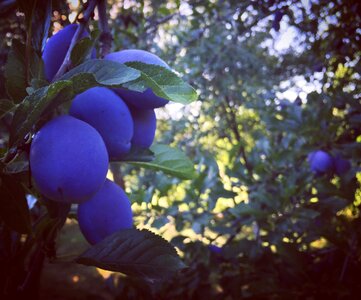Food natural organic
