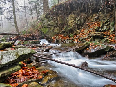 Water the stones forest photo