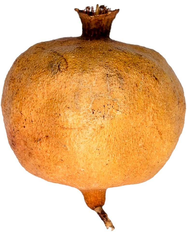 Fruit fruit tree citrus fruits