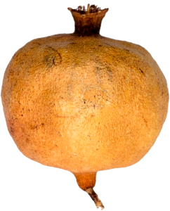 Fruit fruit tree citrus fruits