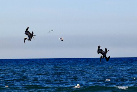 Diving bird sea photo