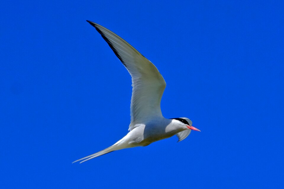 Flying blue blue sky