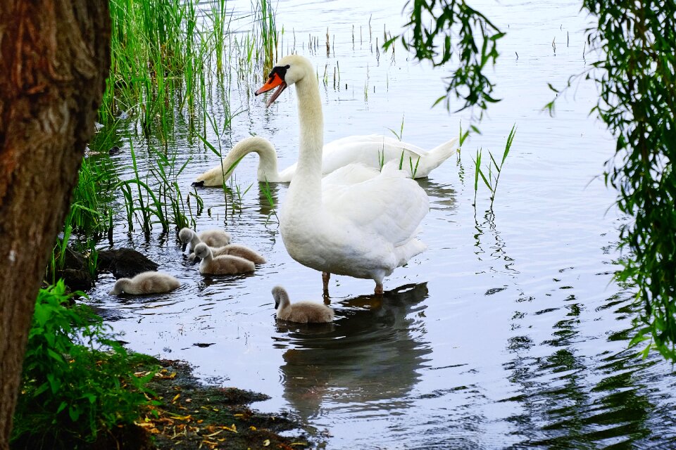 Lake waterfowl mute swan
