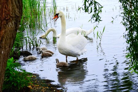 Lake waterfowl mute swan