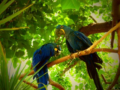 Parrot blue feather photo
