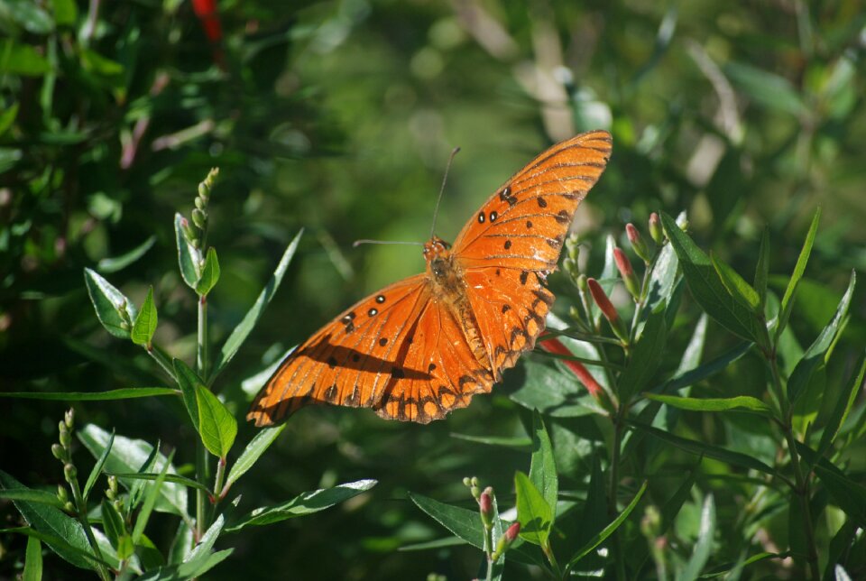 Insect green wing
