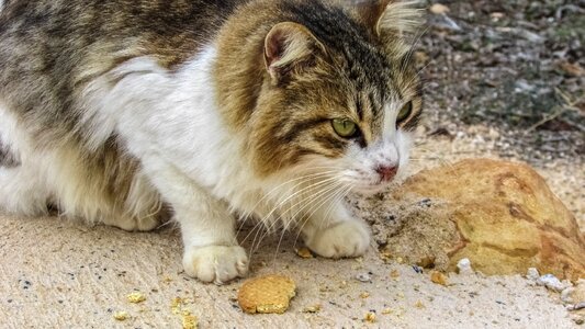Eating eyes animal
