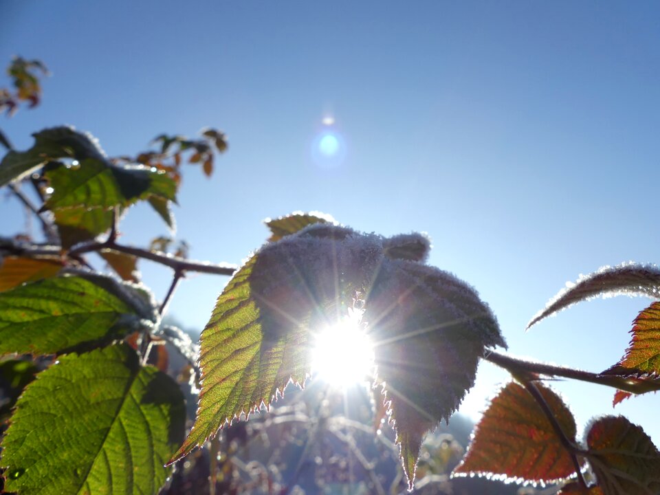 Blue sky winter plant
