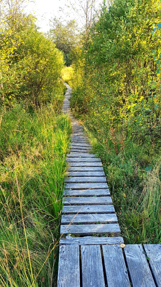 Alter weg trail green