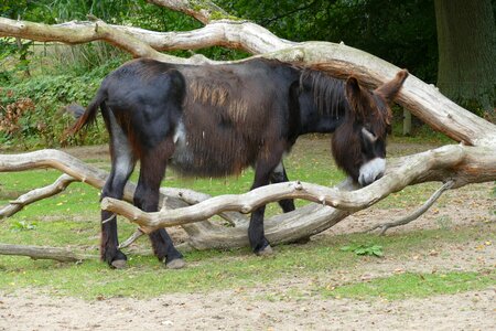 Tiergarten donkey log