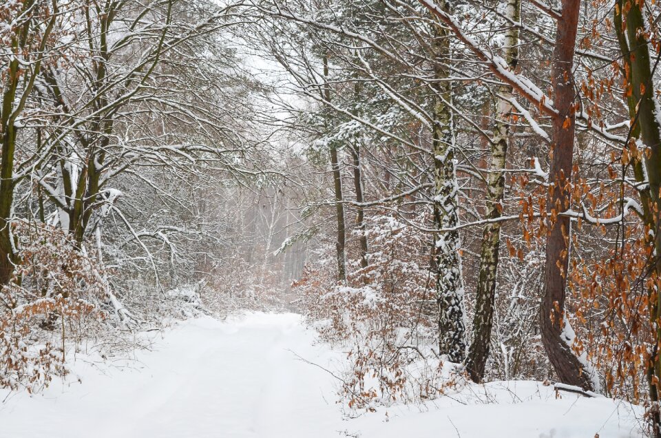 Forest snow trees