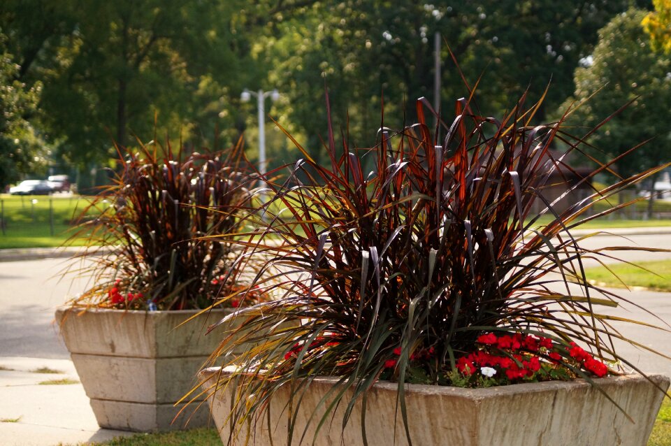 Brown planter leaves