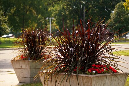 Brown planter leaves
