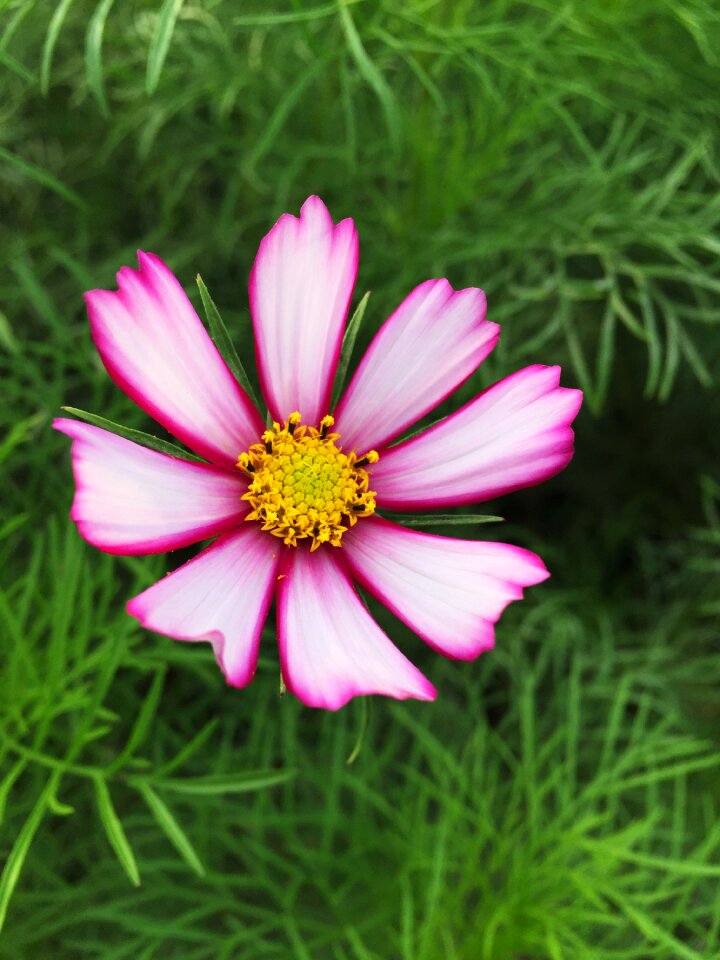 Cosmos autumn flowers
