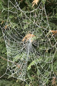 Winter frozen green web