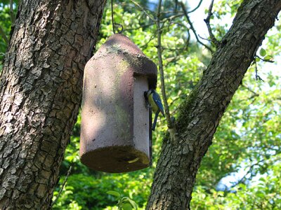 Blue tit nest box pimpeltje