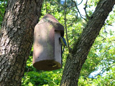 Blue tit nest box pimpeltje photo