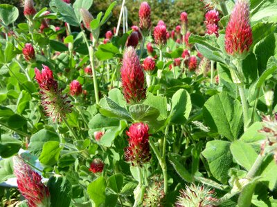 Crimson green manure trifolium photo