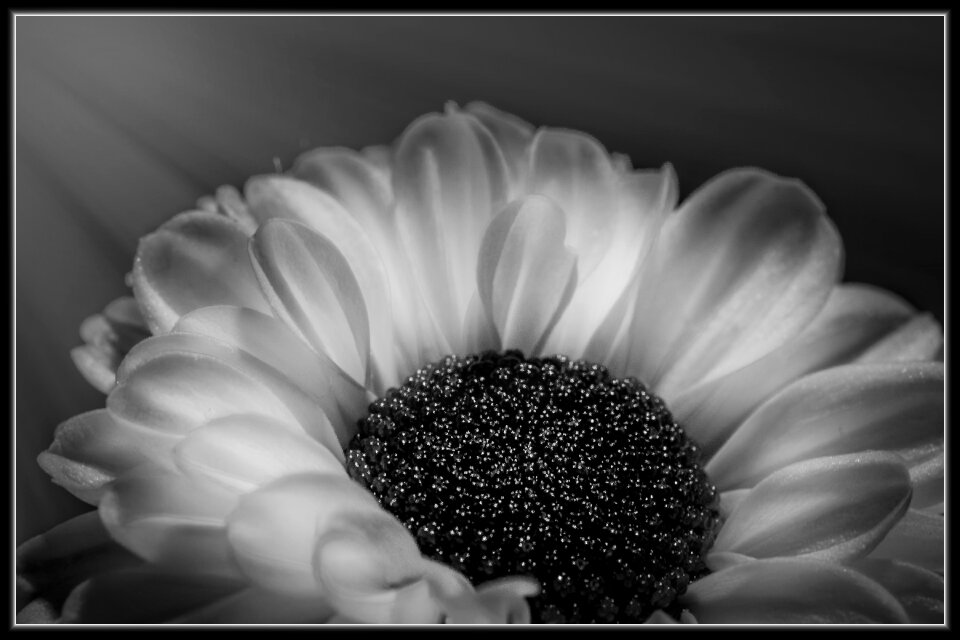 Plant close up black and white