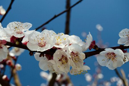 White spring flowers nature