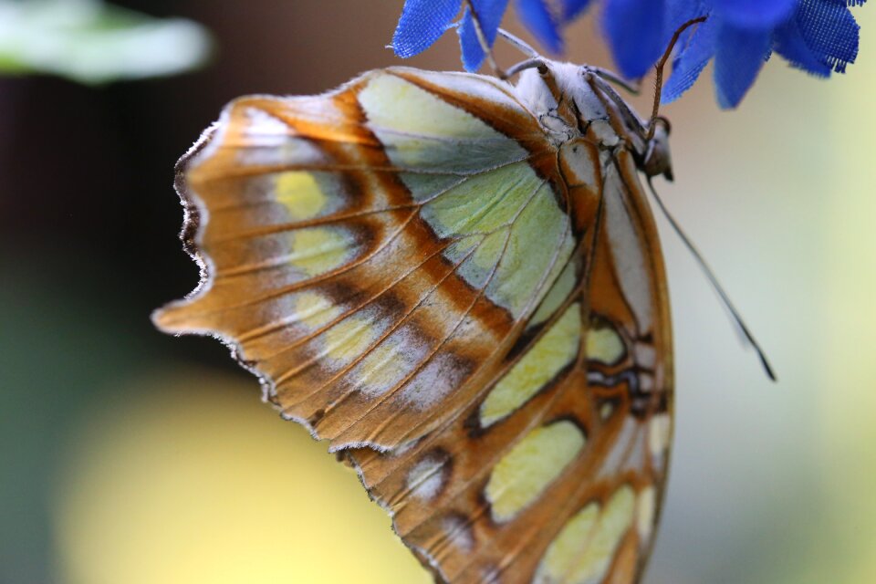 Insect insects wings