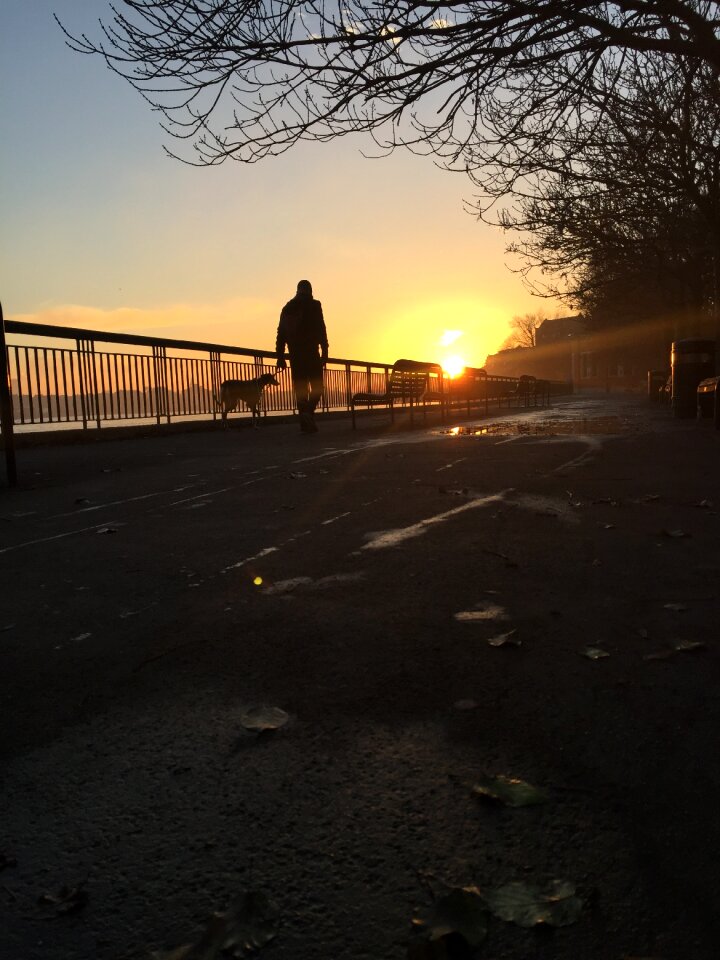 Dog walking leash exercise photo