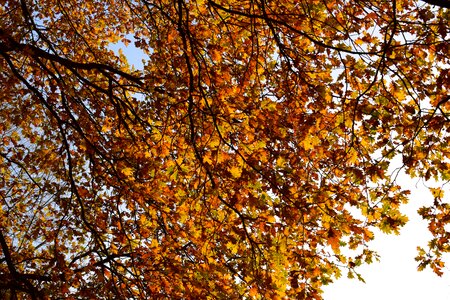 Yellow leaves colorful