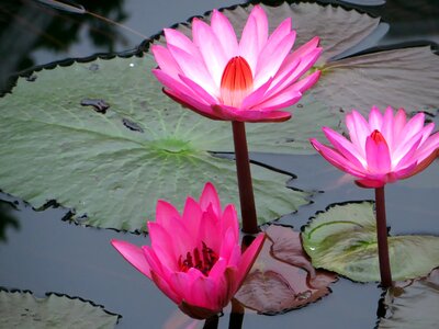 Pink nympheacea nuphar rosea photo