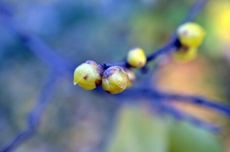 Plant bushing bud
