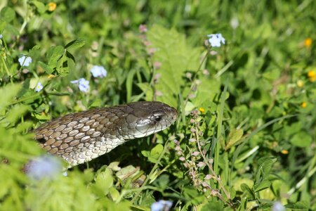 Snake reptilian danger