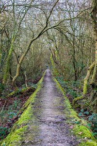 Nature path moss photo