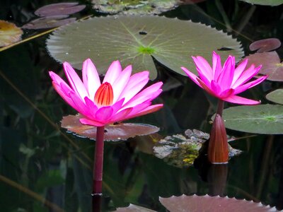 Pink nympheacea nuphar rosea