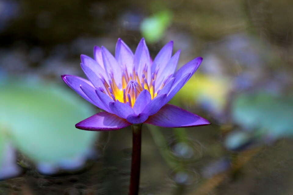 Lily bloom purple photo