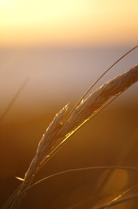 Grass sunshine light