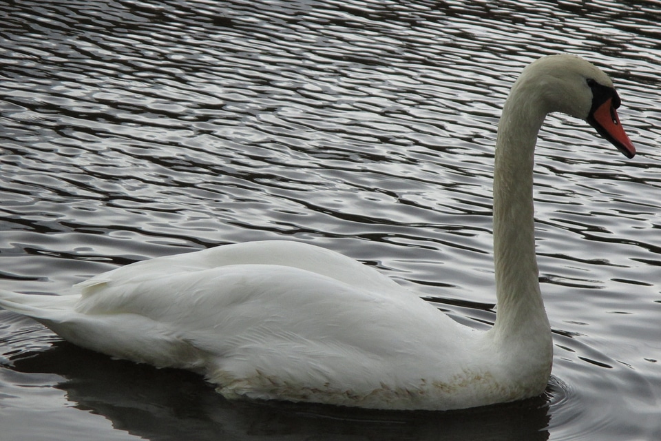 Swan bird feather