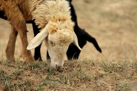 Goat agriculture white photo