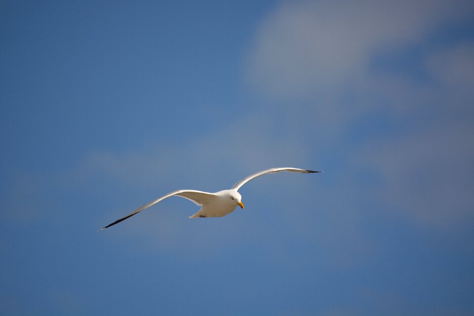In flight freedom animal