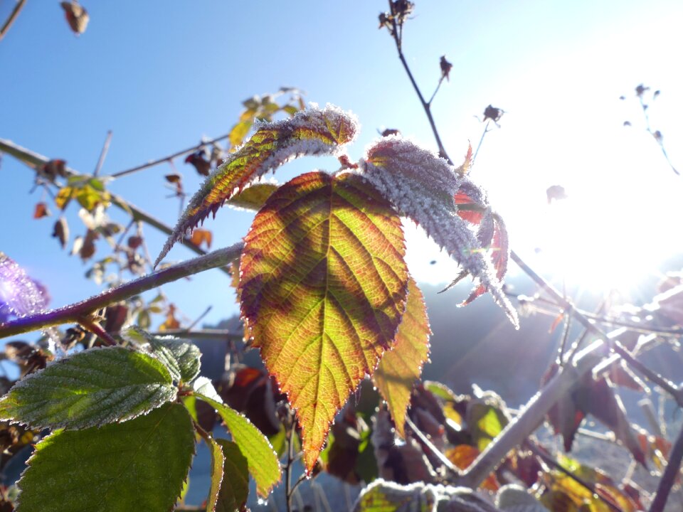 Winter leaves illuminated