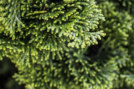 Bush plant forest