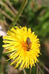 Insect spring sprinkle photo