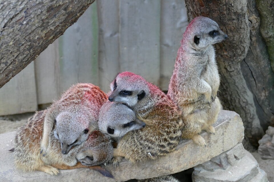 Meerkat sleep cute